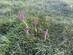 Image: First Orchids of the year