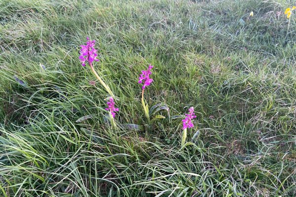 First Orchids of the year