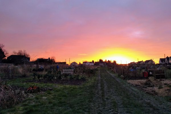 Sunrise over the allotments