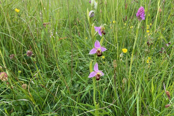 Bee Orchid in an undisclosed location