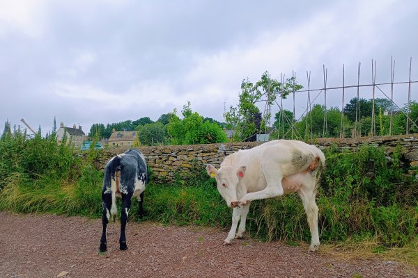 Our friends the cows enjoying the allotments